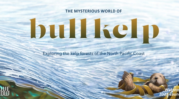bull kelp home page art