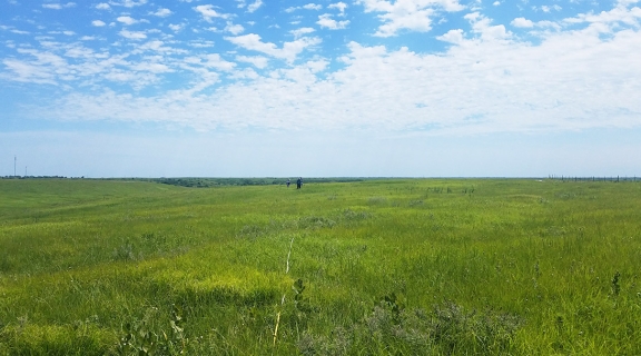 transect in green grassy field with blue sky and clouds