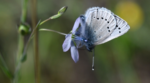 silvery blue butterfly