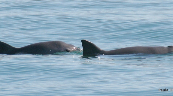 vaquita porpoises swimming at the surface
