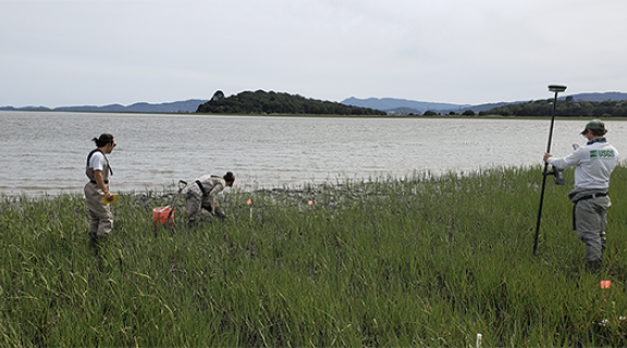 three researchers in the marsh grass at San Pablo Marsh